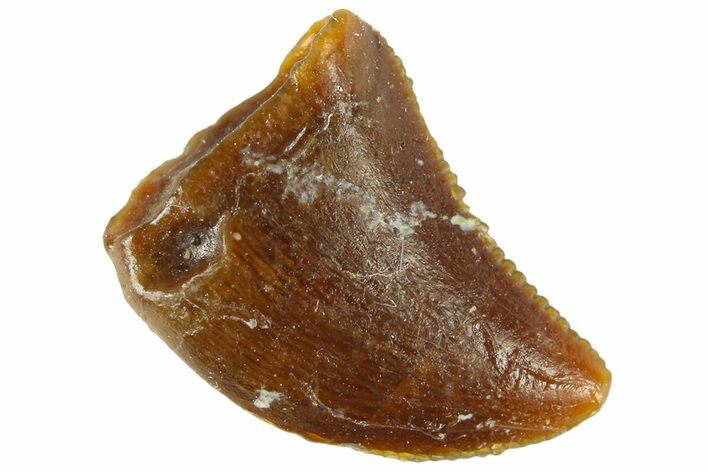 Serrated Raptor Tooth - Real Dinosaur Tooth #300797